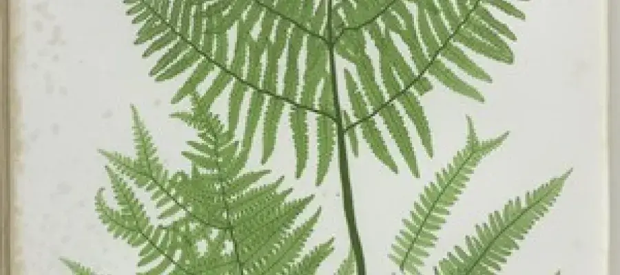 A drawing of a fern