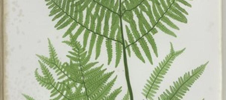 A drawing of a fern