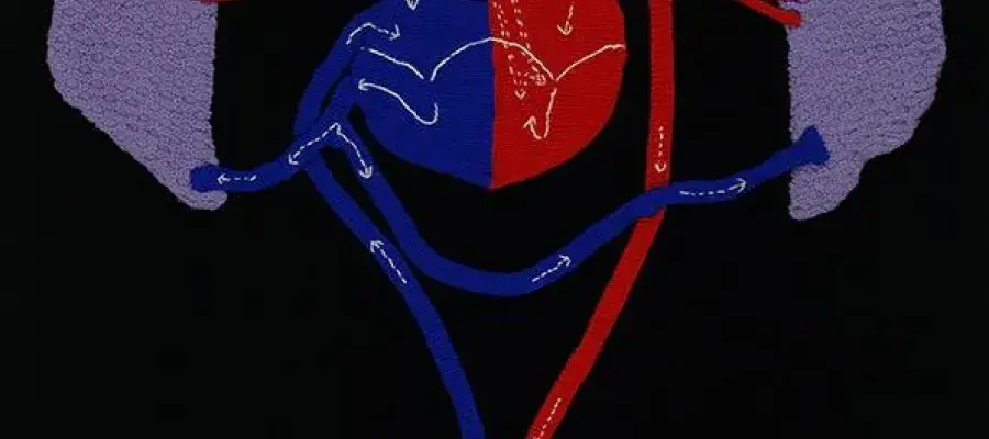 a Knitted Circulatory system