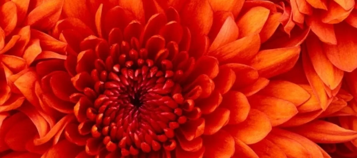 an orange flower