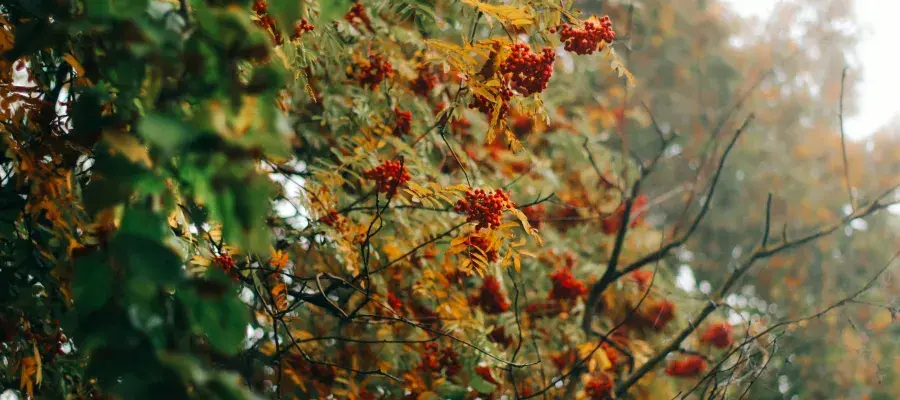 Rowan Berrys growing on a tree