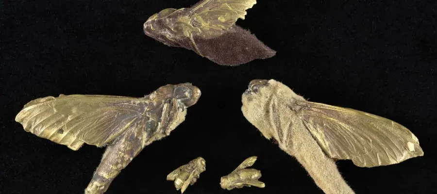 a group of dead cicadas 
