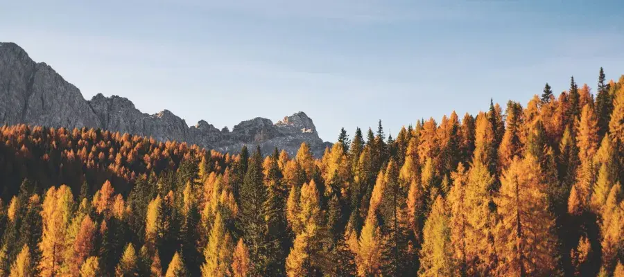 a landscape of trees in autumn