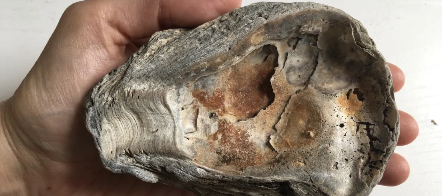 a hand holding an oyster shell
