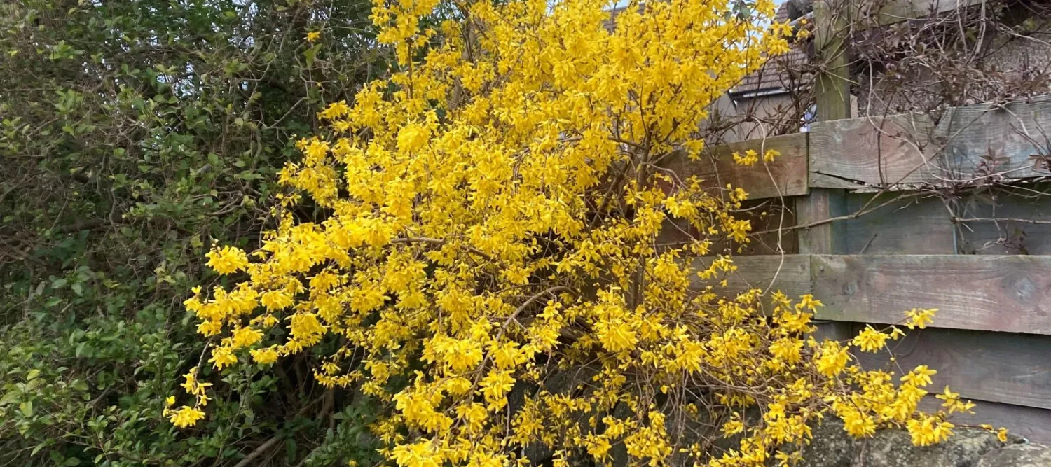 a bush of yellow leaves growing from an old brick wall