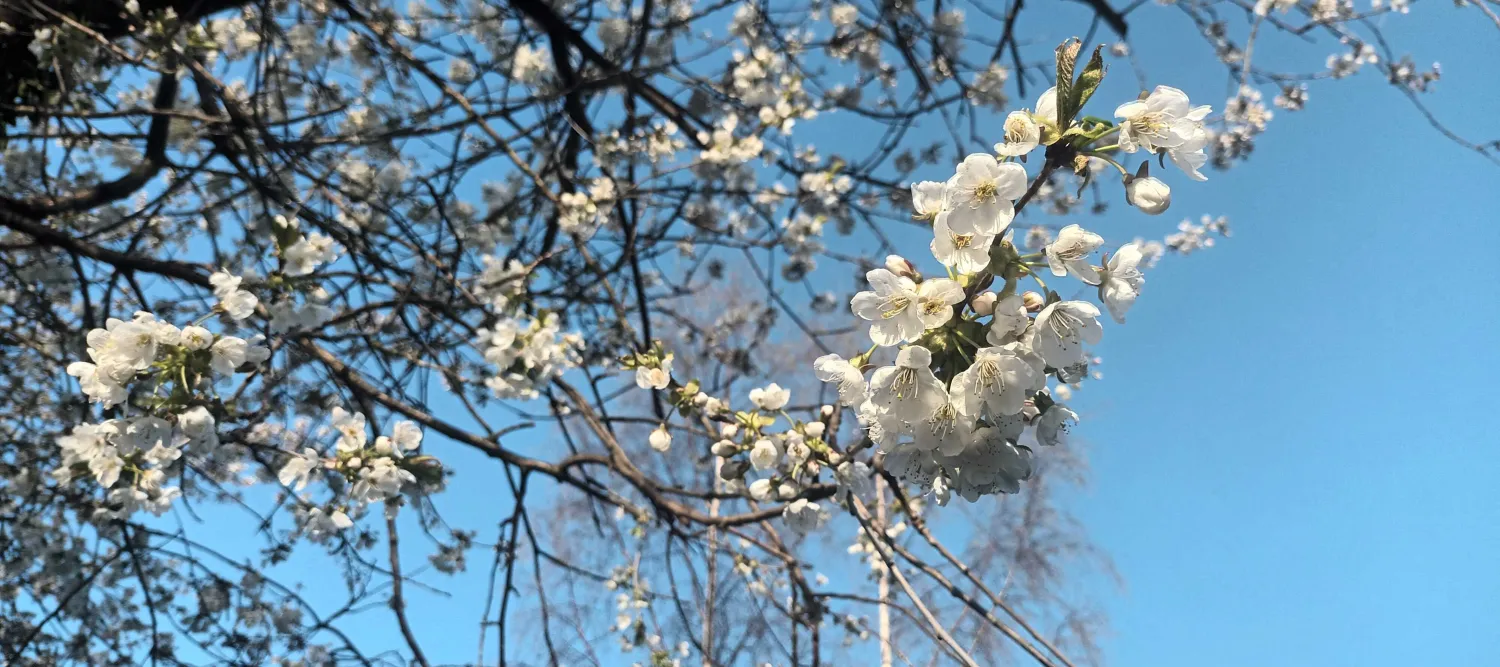 White Cherry Blossom Tree