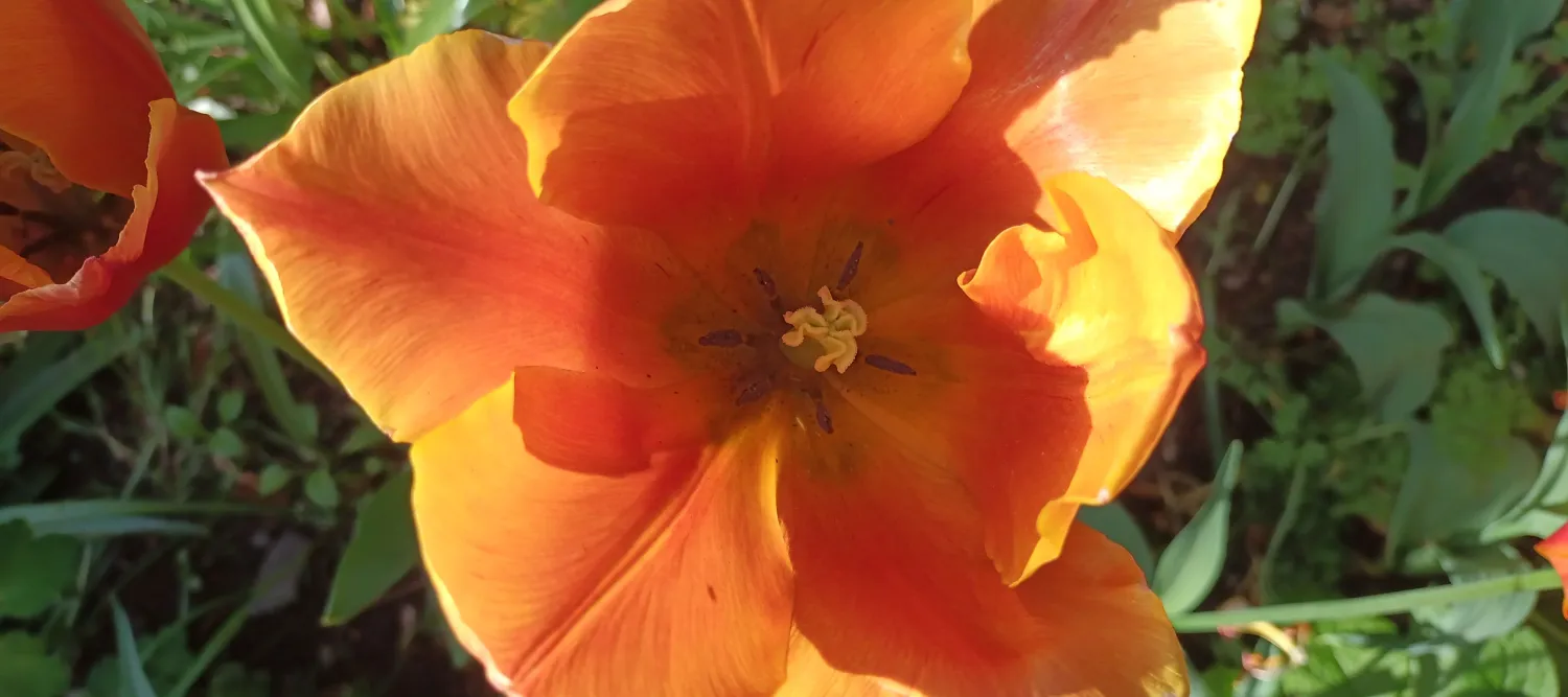 Close up of a flower