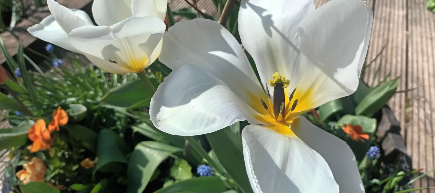 2 flowers with white petals and yellow stigmas