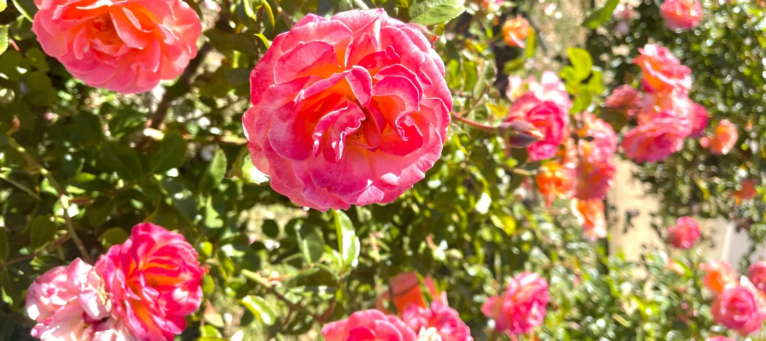 a rose bush