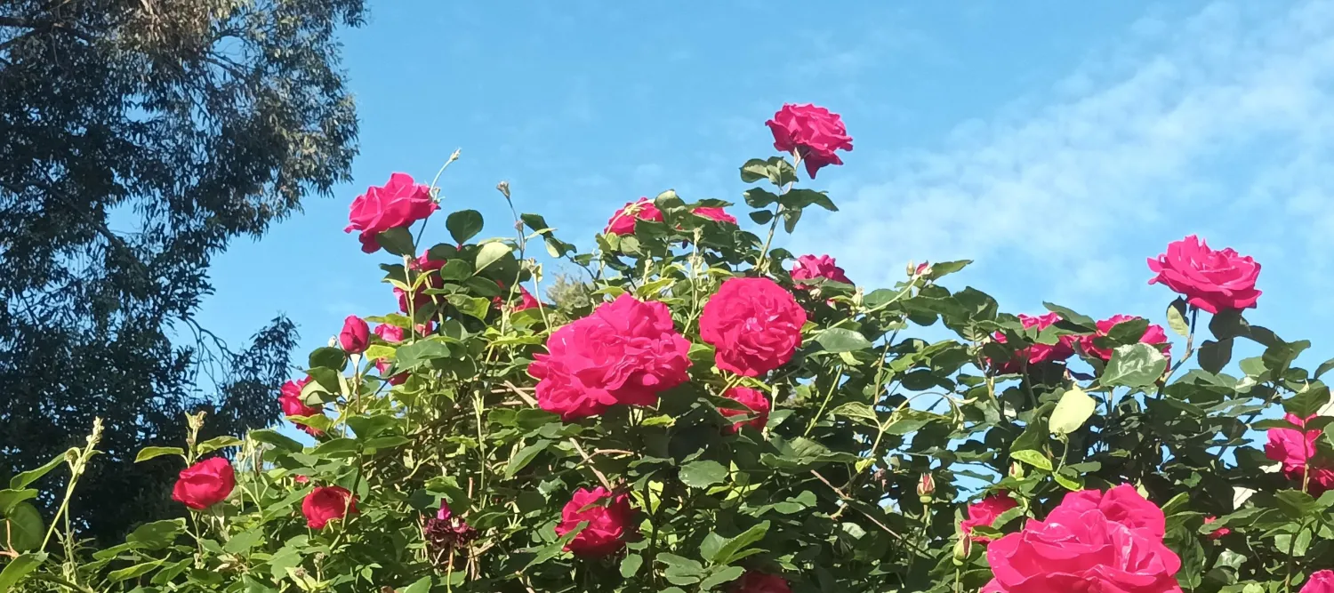 a rose bush