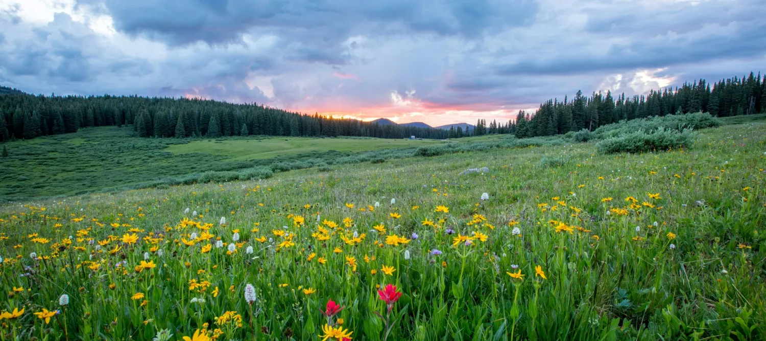a spring meadow