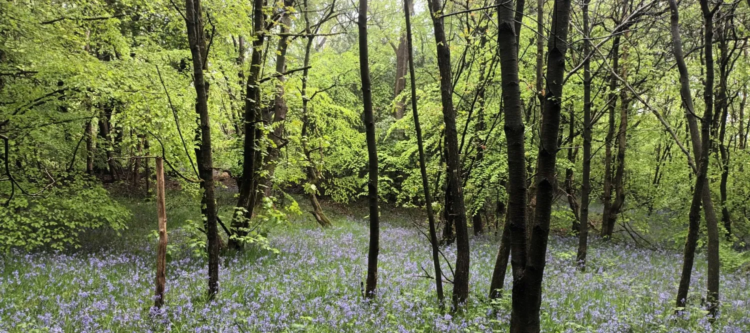 a forest with lilac flowers growing