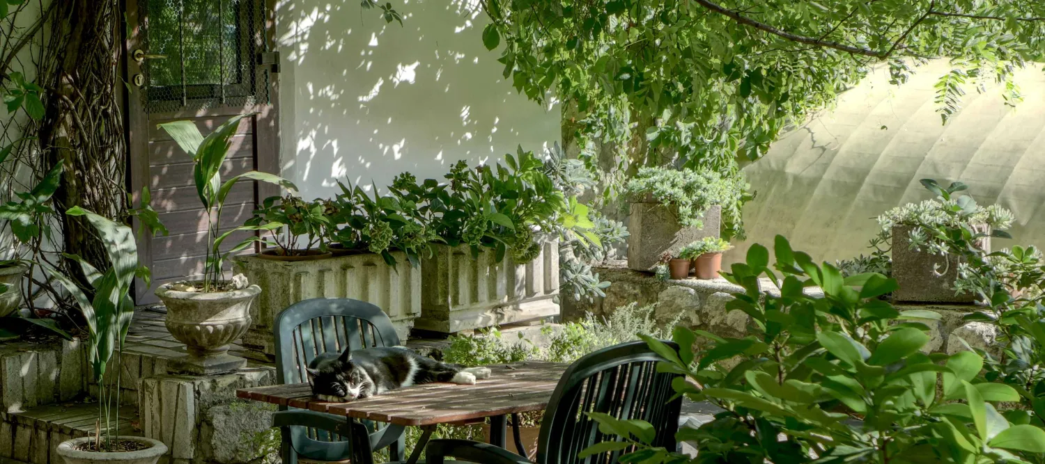 Garden scene with brown wooden table and chairs. A cat lies on the table. 