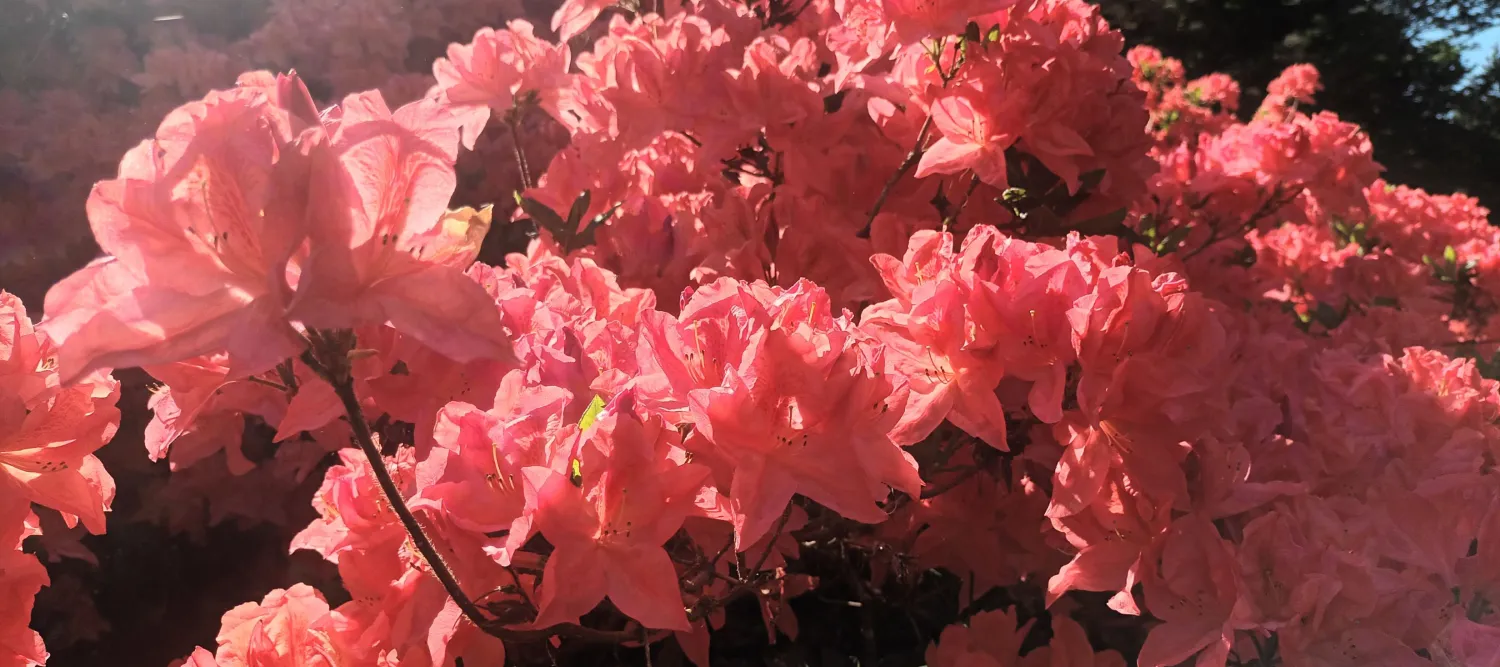 a pink flower bush