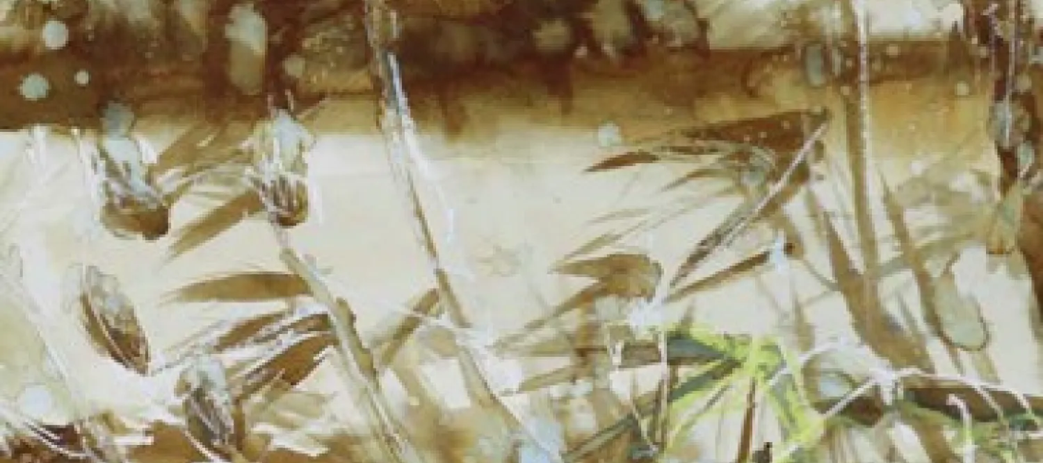 reeds growing on a riverbank