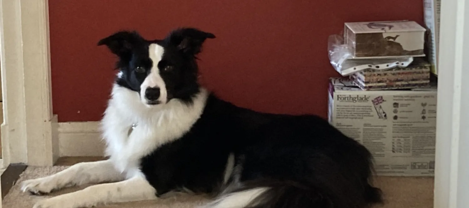a photo of a dog