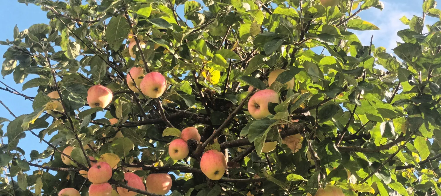 a photo of a apple tree