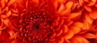 an orange flower