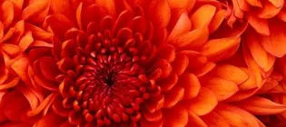an orange flower