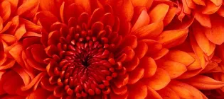 an orange flower
