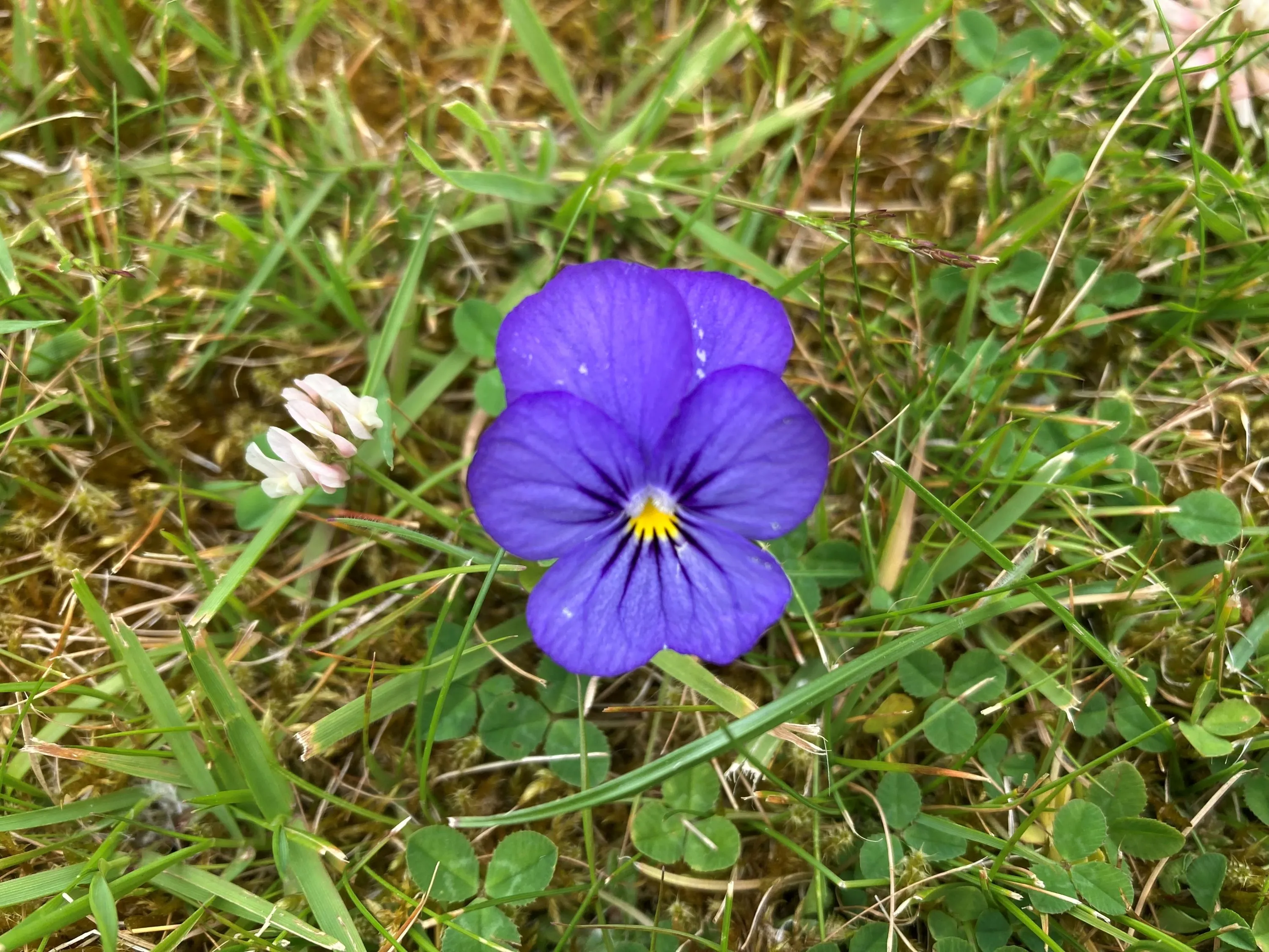 Photograph of a blue and yellow pansy, in the middle of green grass. 