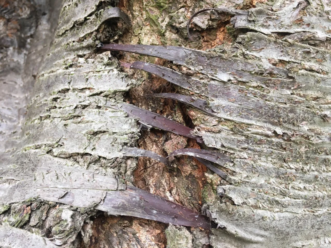 An upclose photograph of a cherry tree's bark showing the texture of the tree.