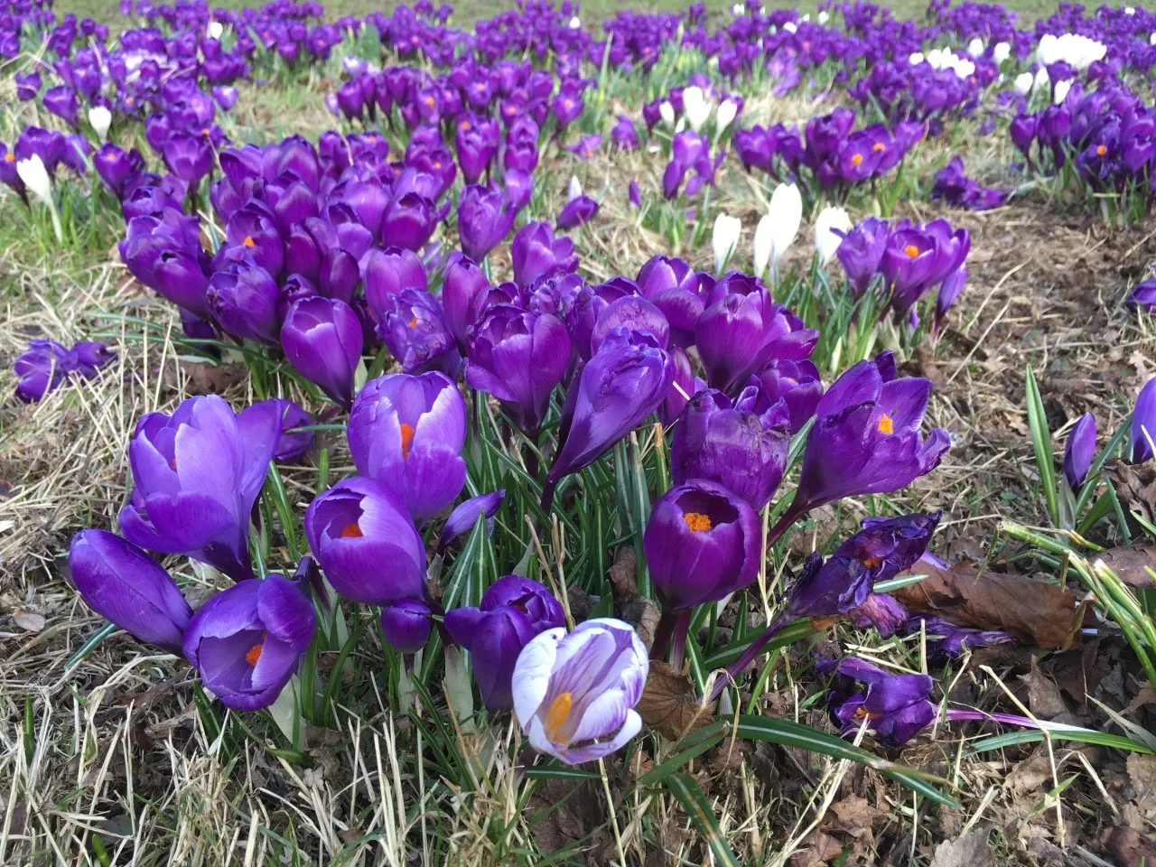 Photograph of purple and white crocuses surrounded by green grass.