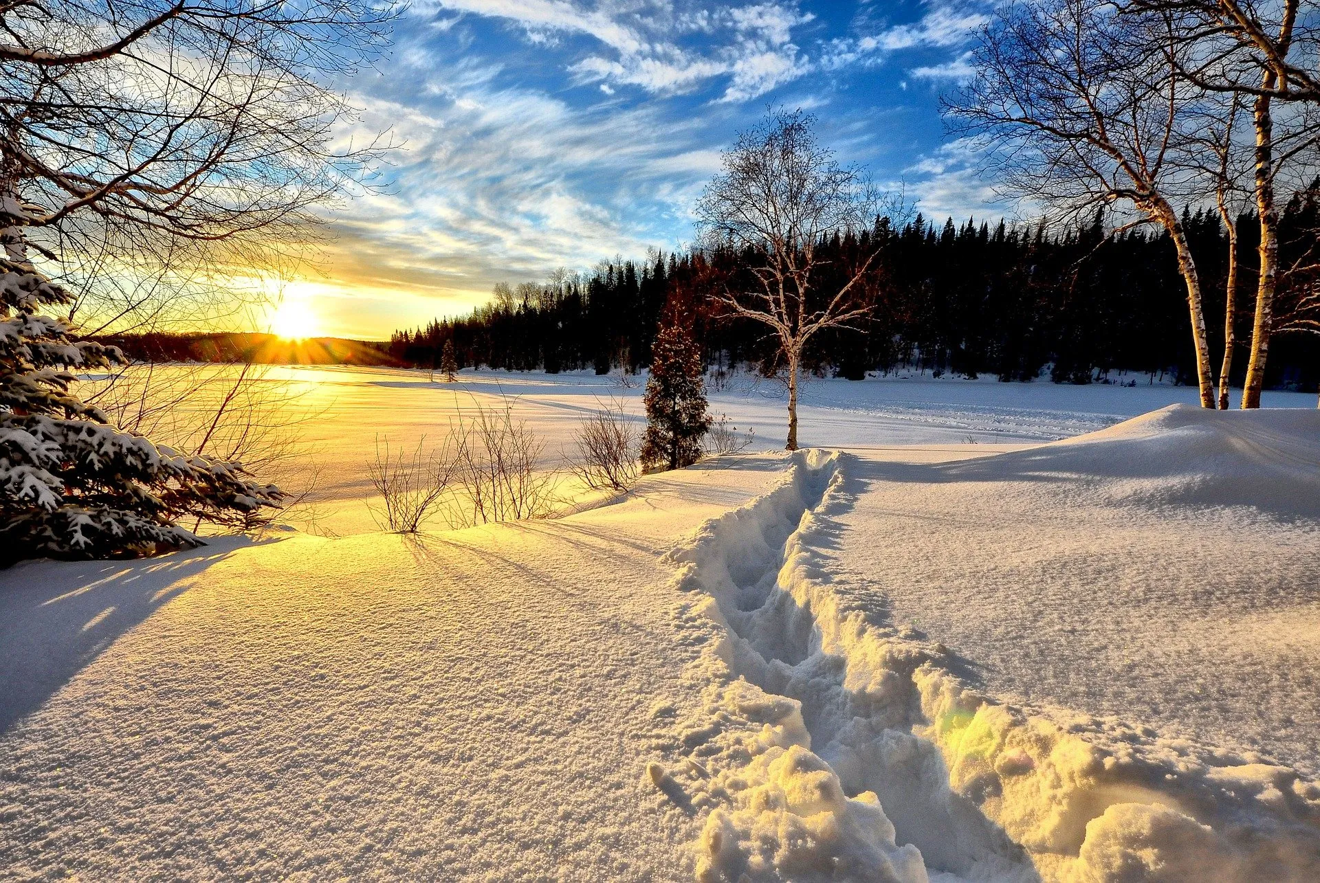 Landscape of trees and snow fall on the ground