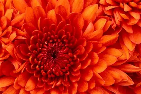 an orange flower