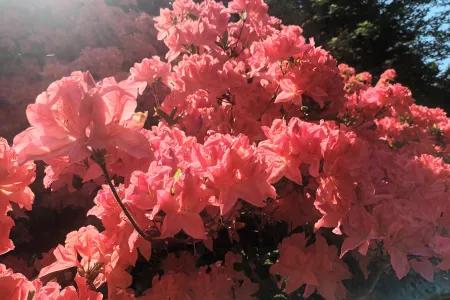 a pink flower bush