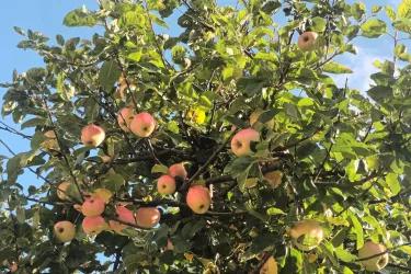 a photo of a apple tree