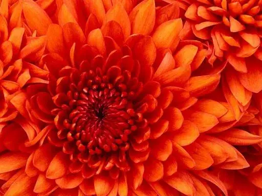 an orange flower