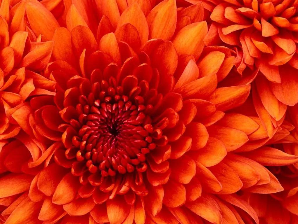 an orange flower
