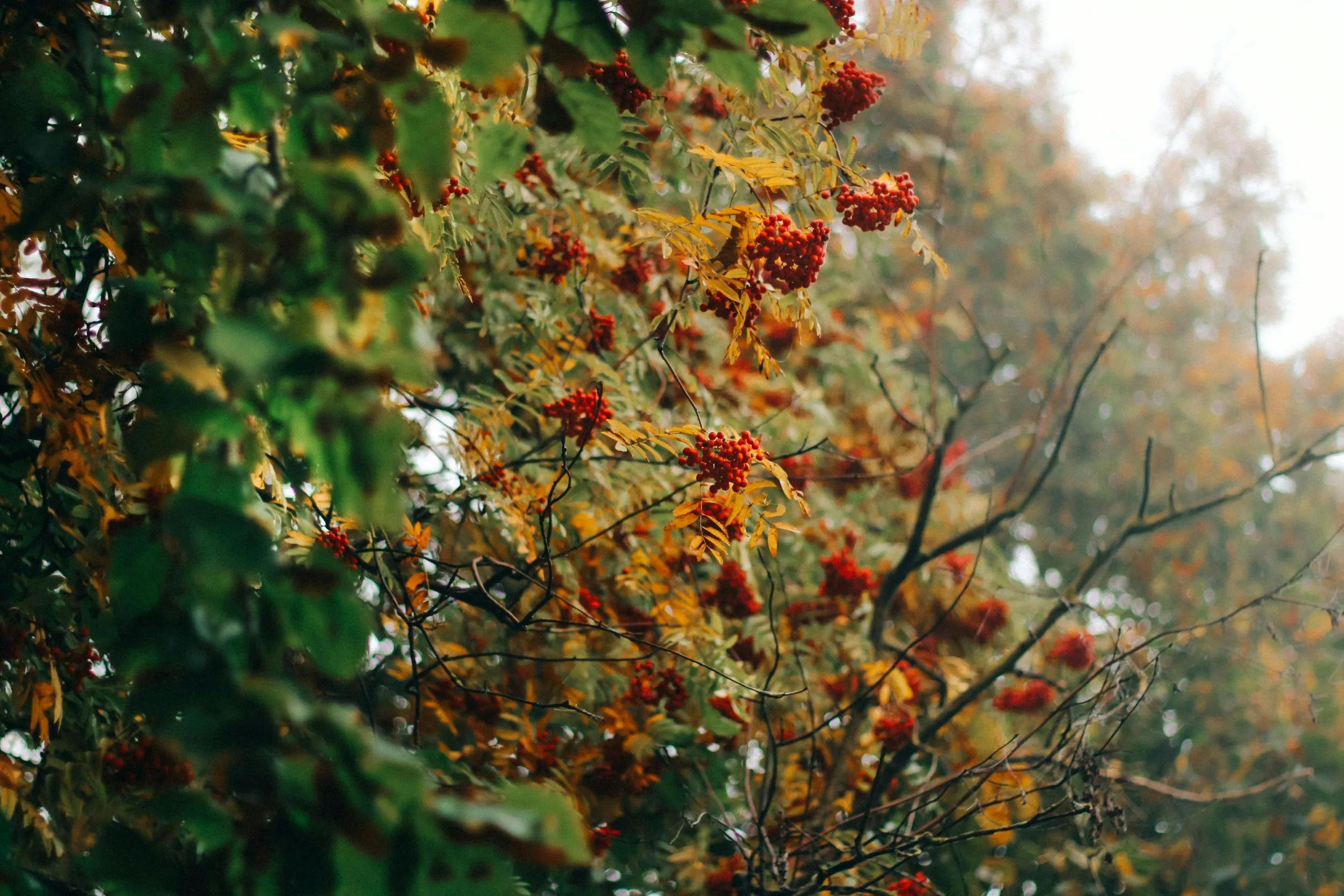 Rowan Berrys growing on a tree