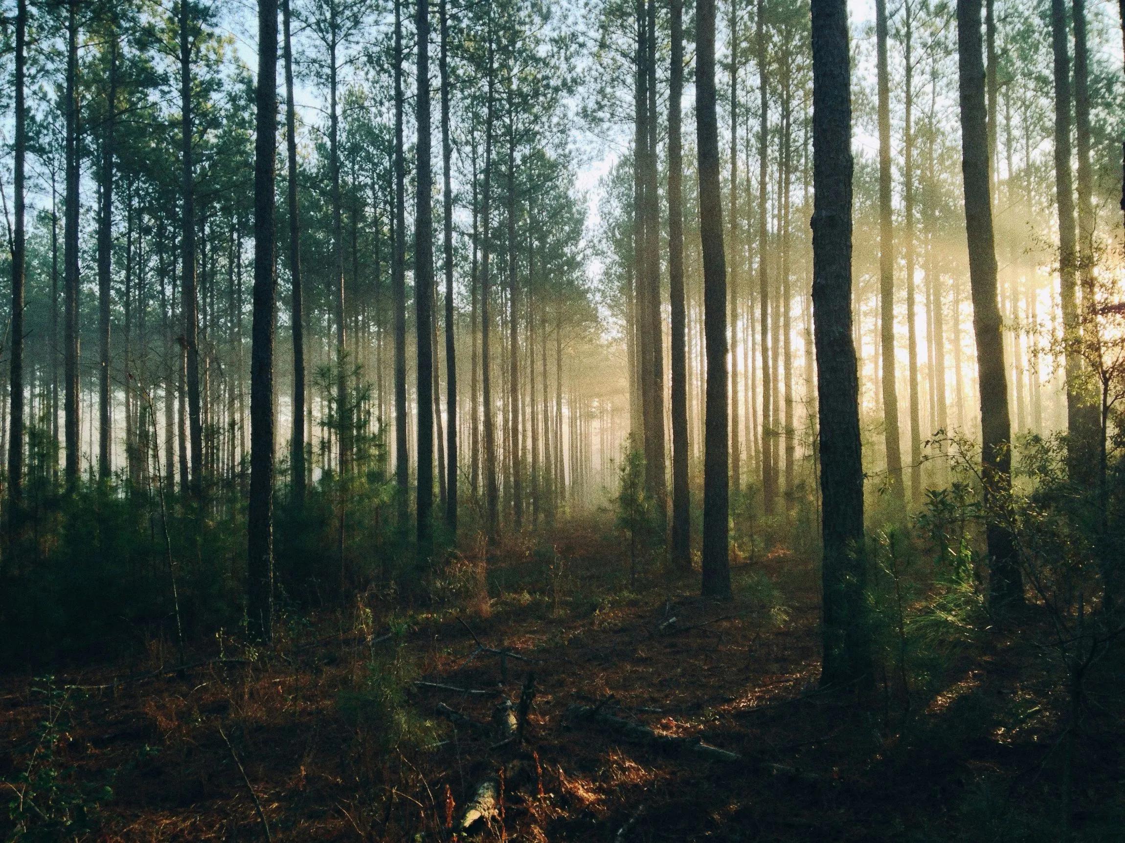a forest