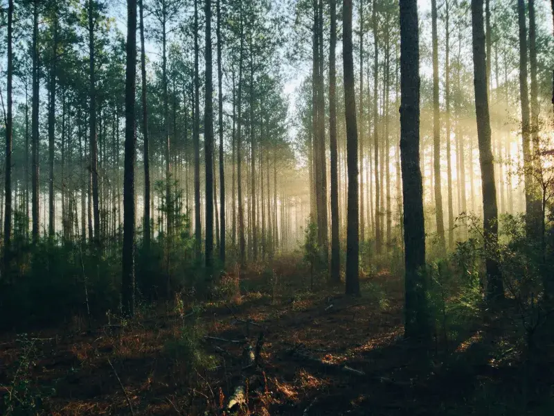 a forest