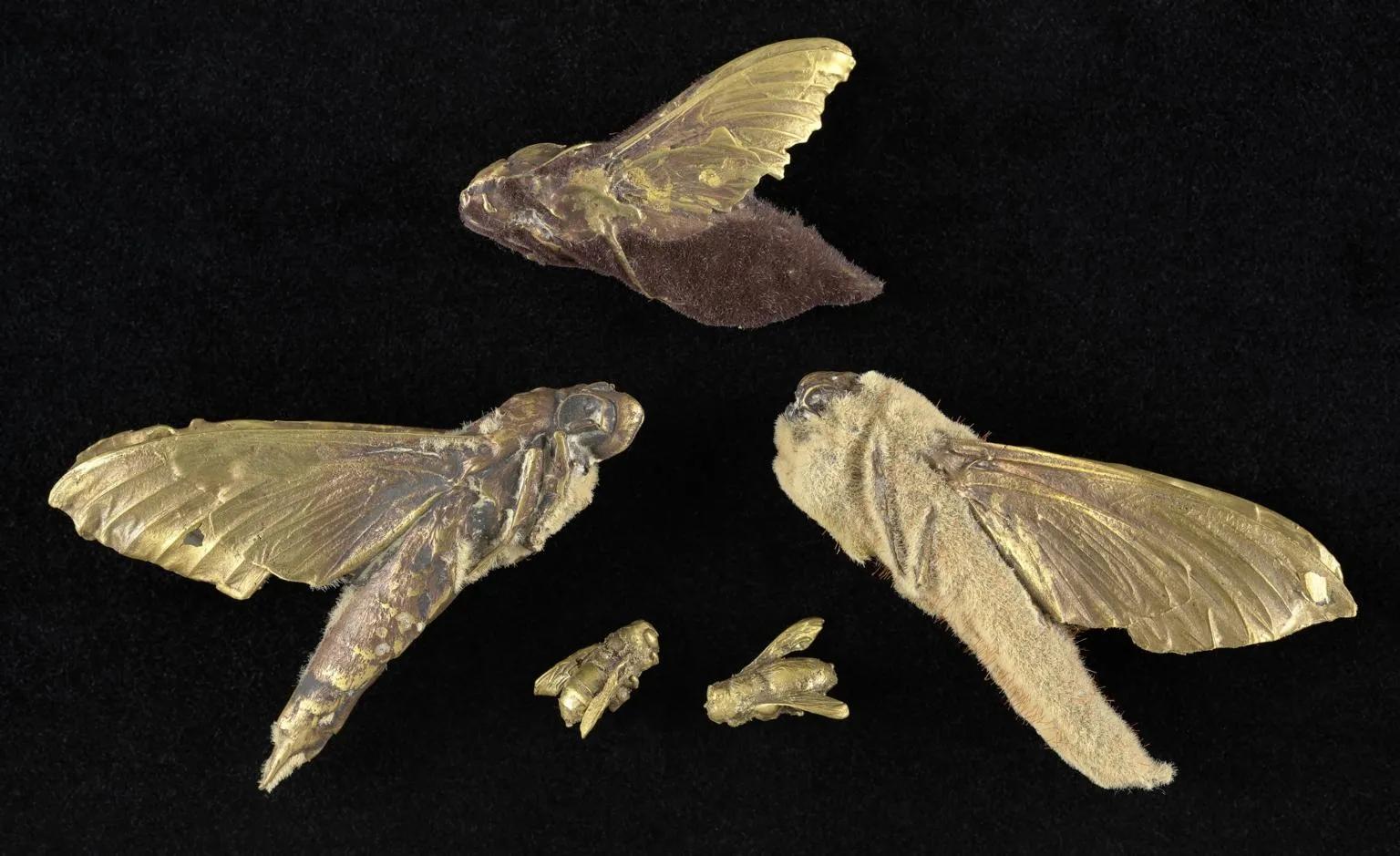 a group of dead cicadas 