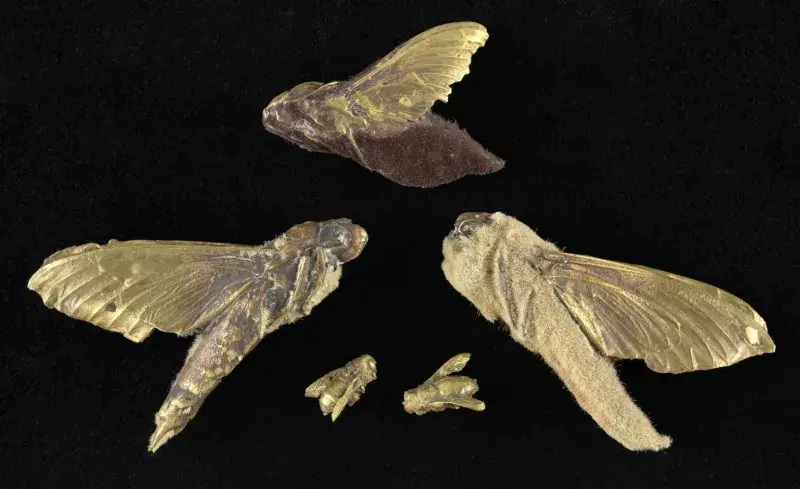 a group of dead cicadas 