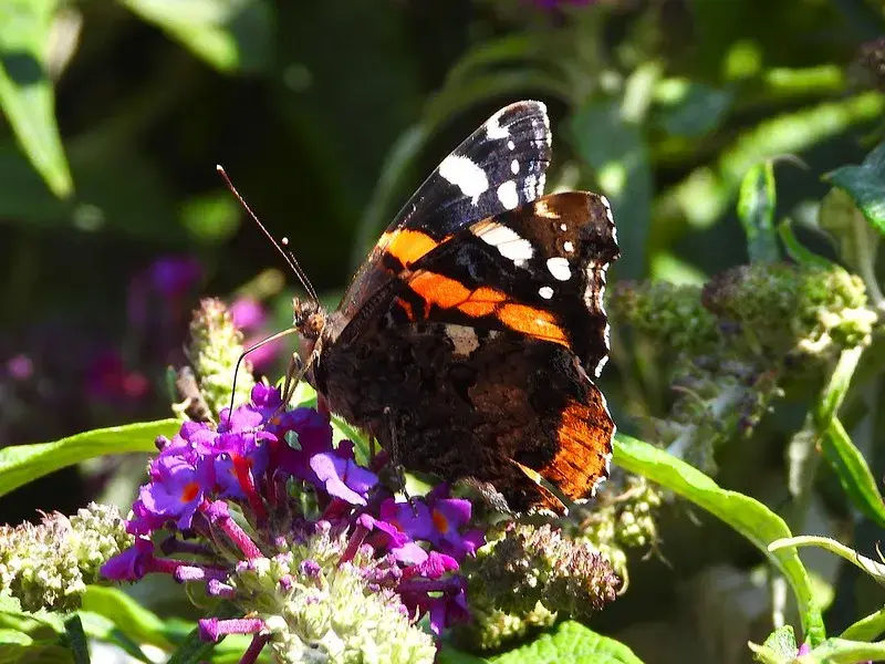 a butterfly on a purple flowering plant