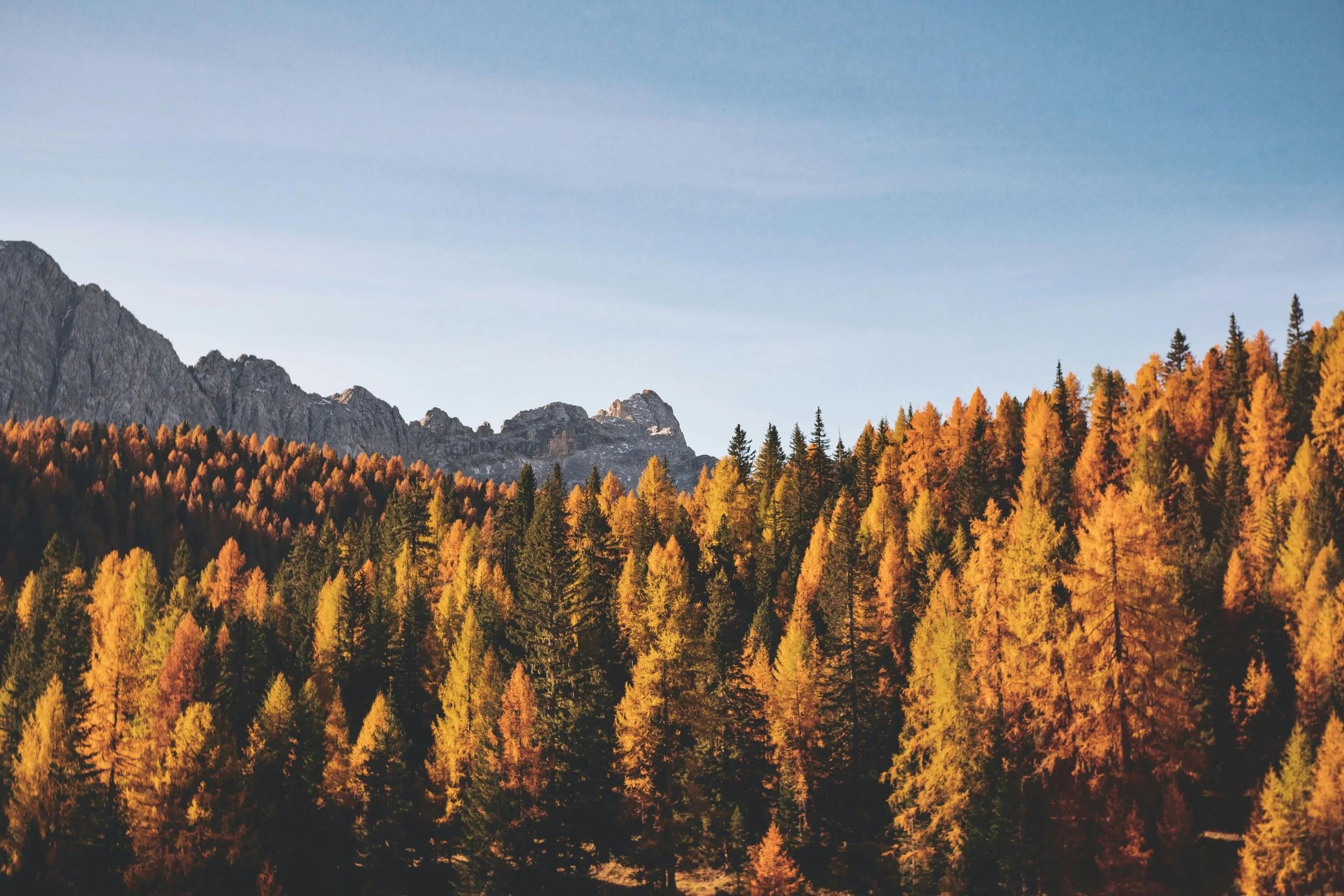 a landscape of trees in autumn