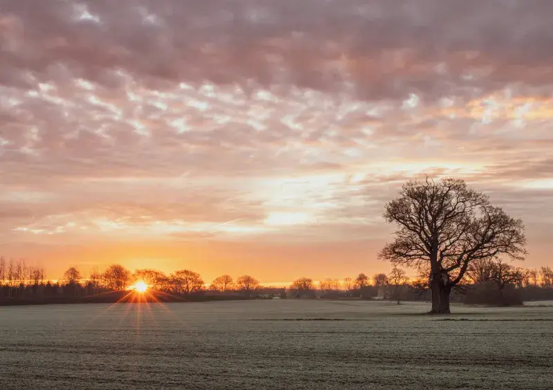 a low sun shining on a frosted field