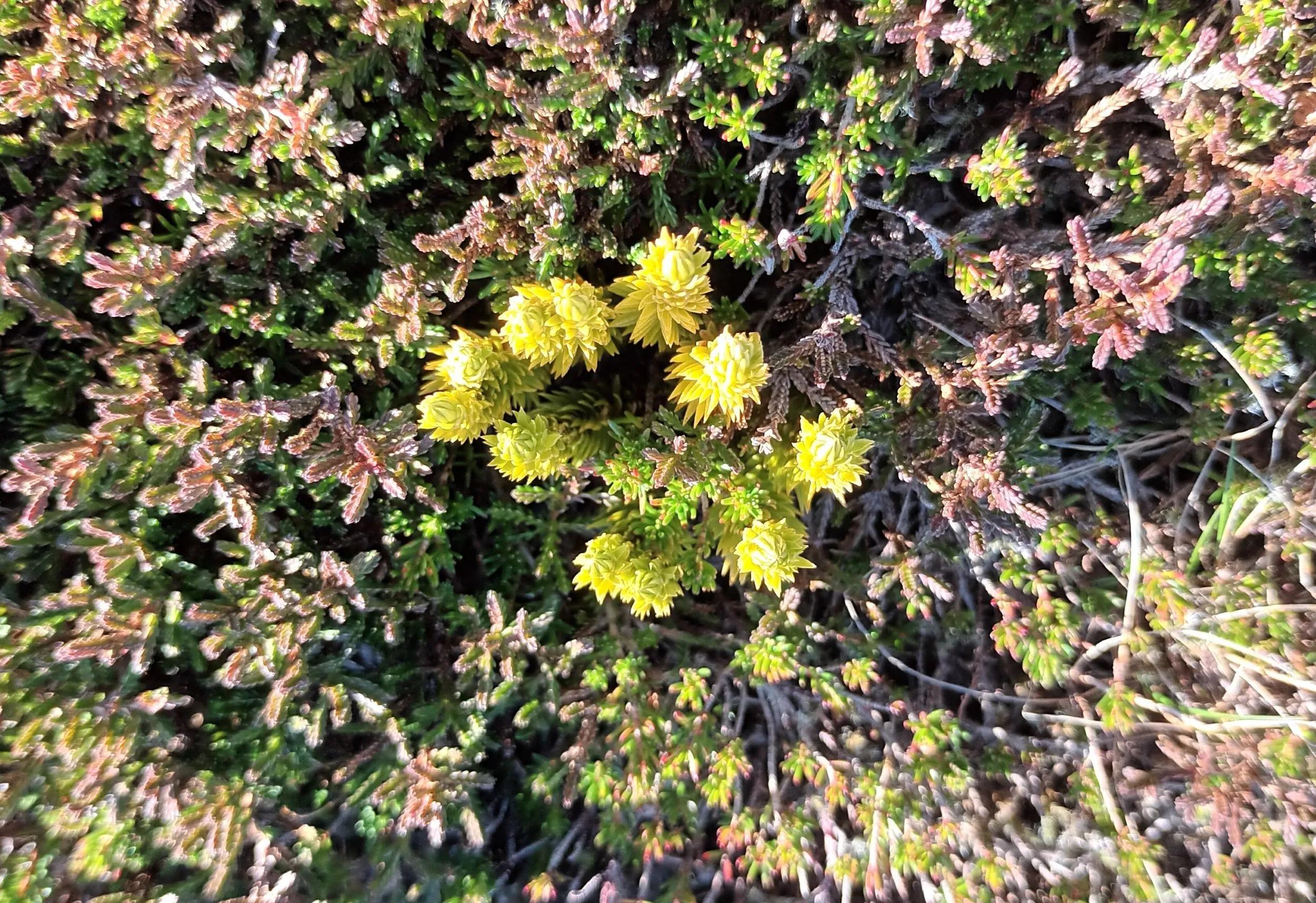 a hedge of heather