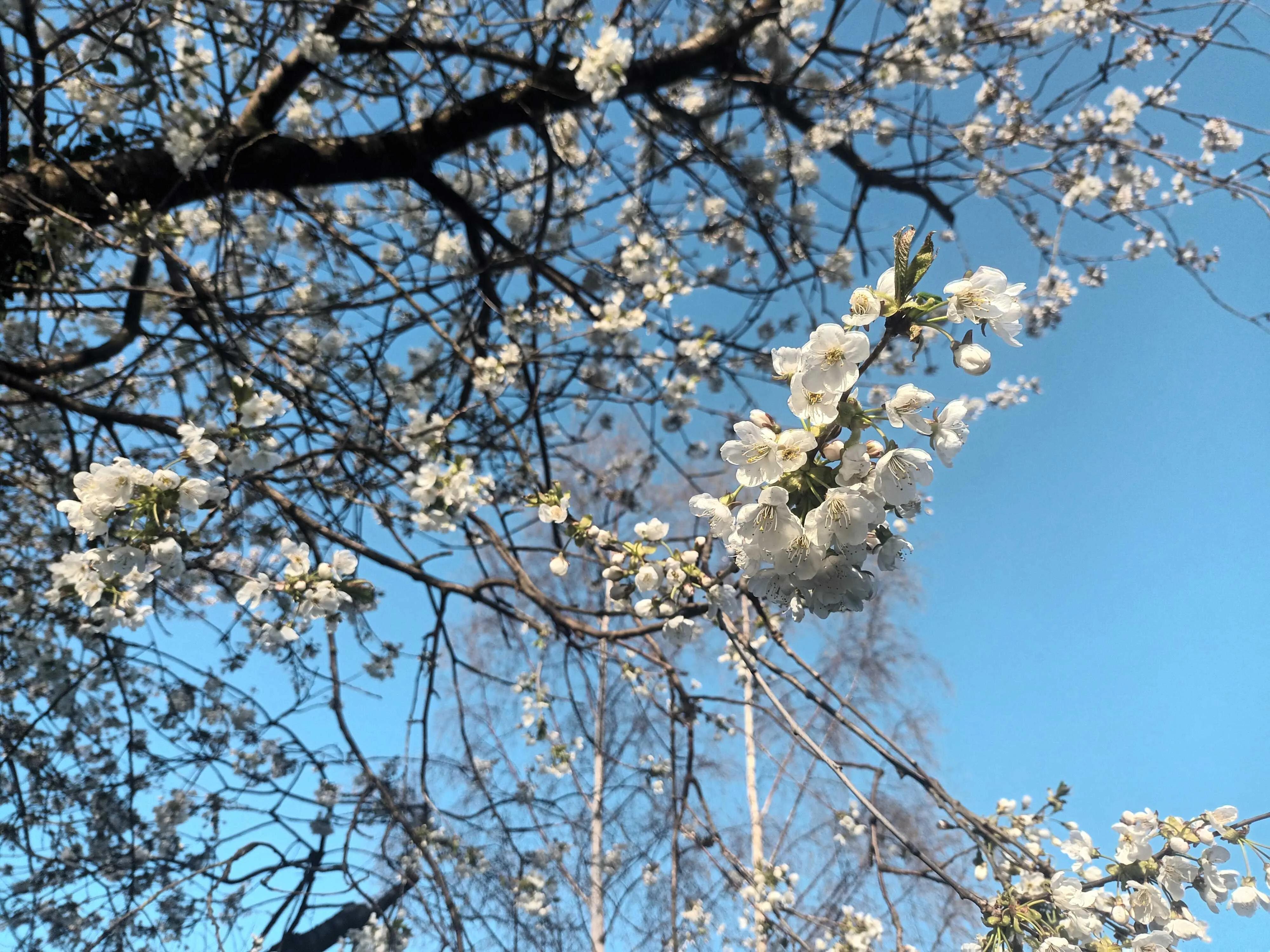 White Cherry Blossom Tree
