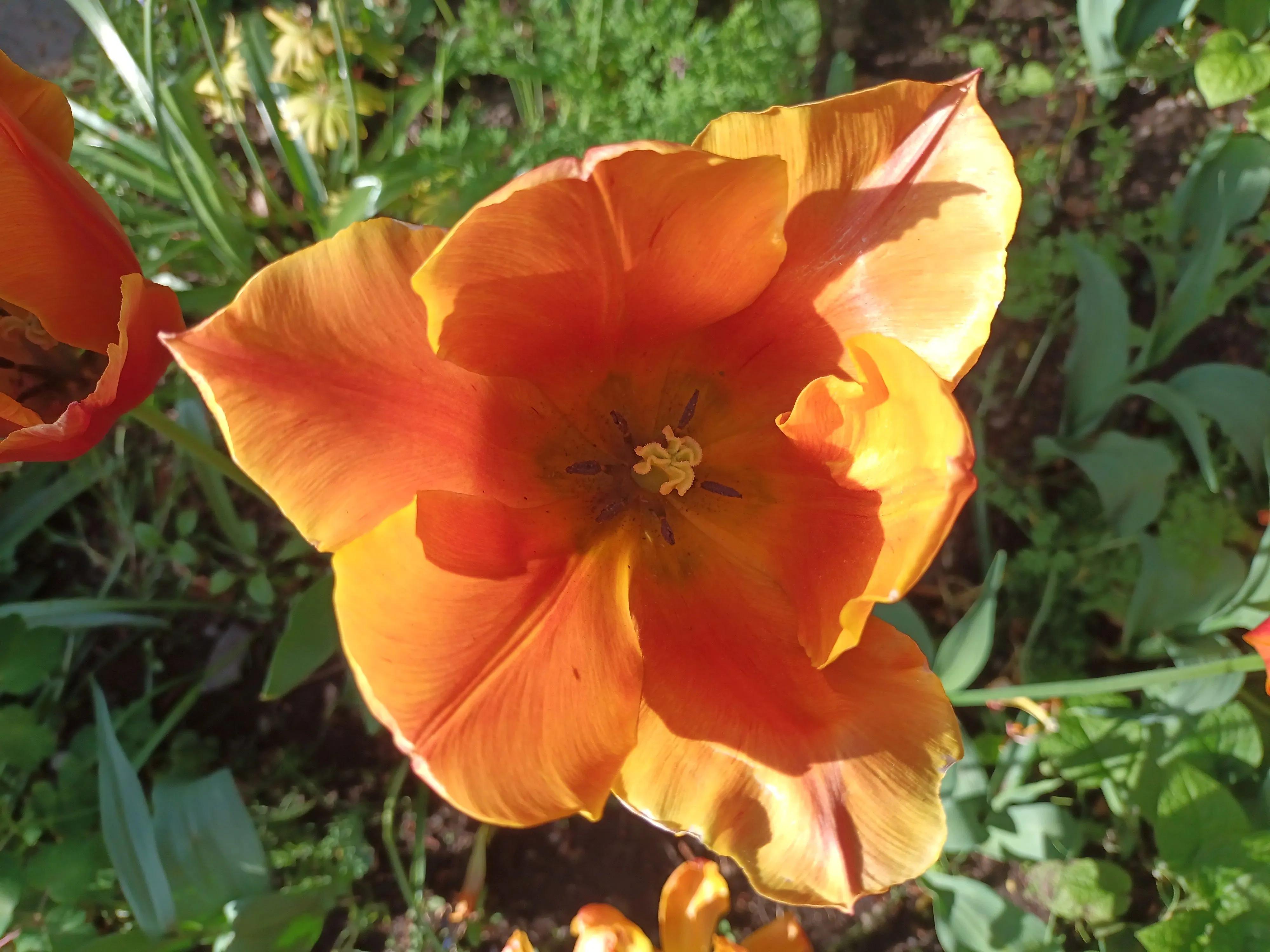 Close up of a flower
