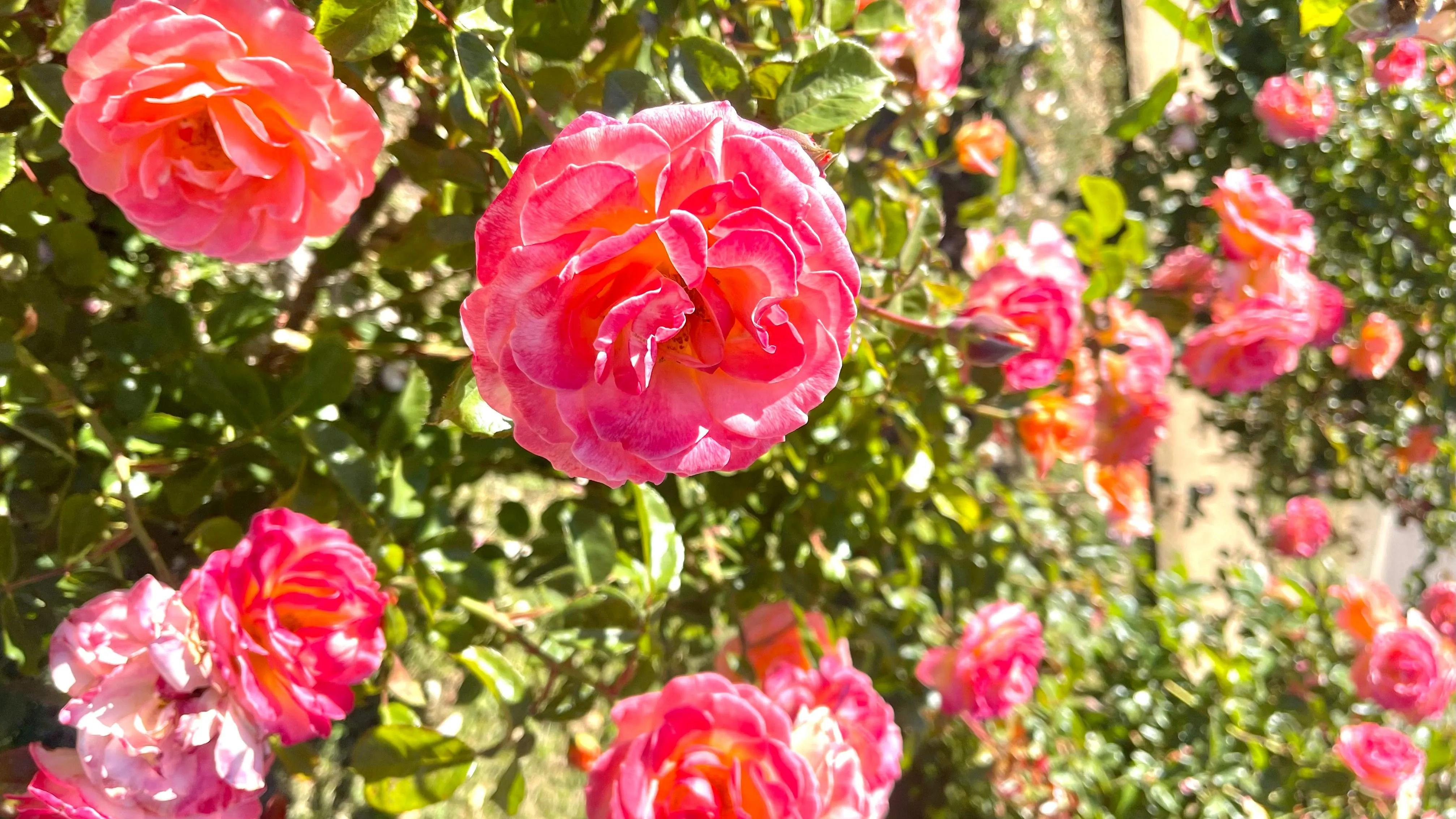 a rose bush