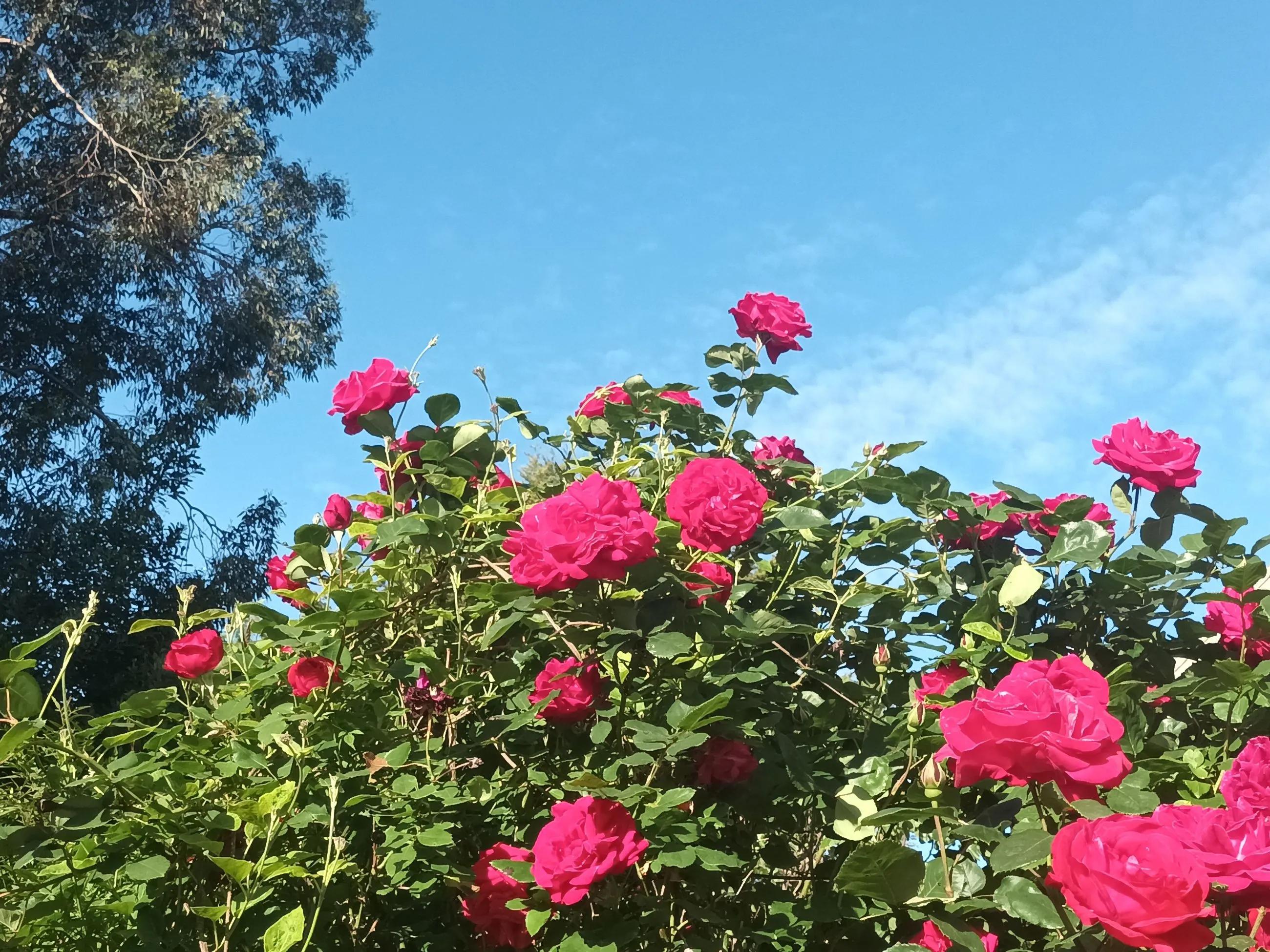 a rose bush