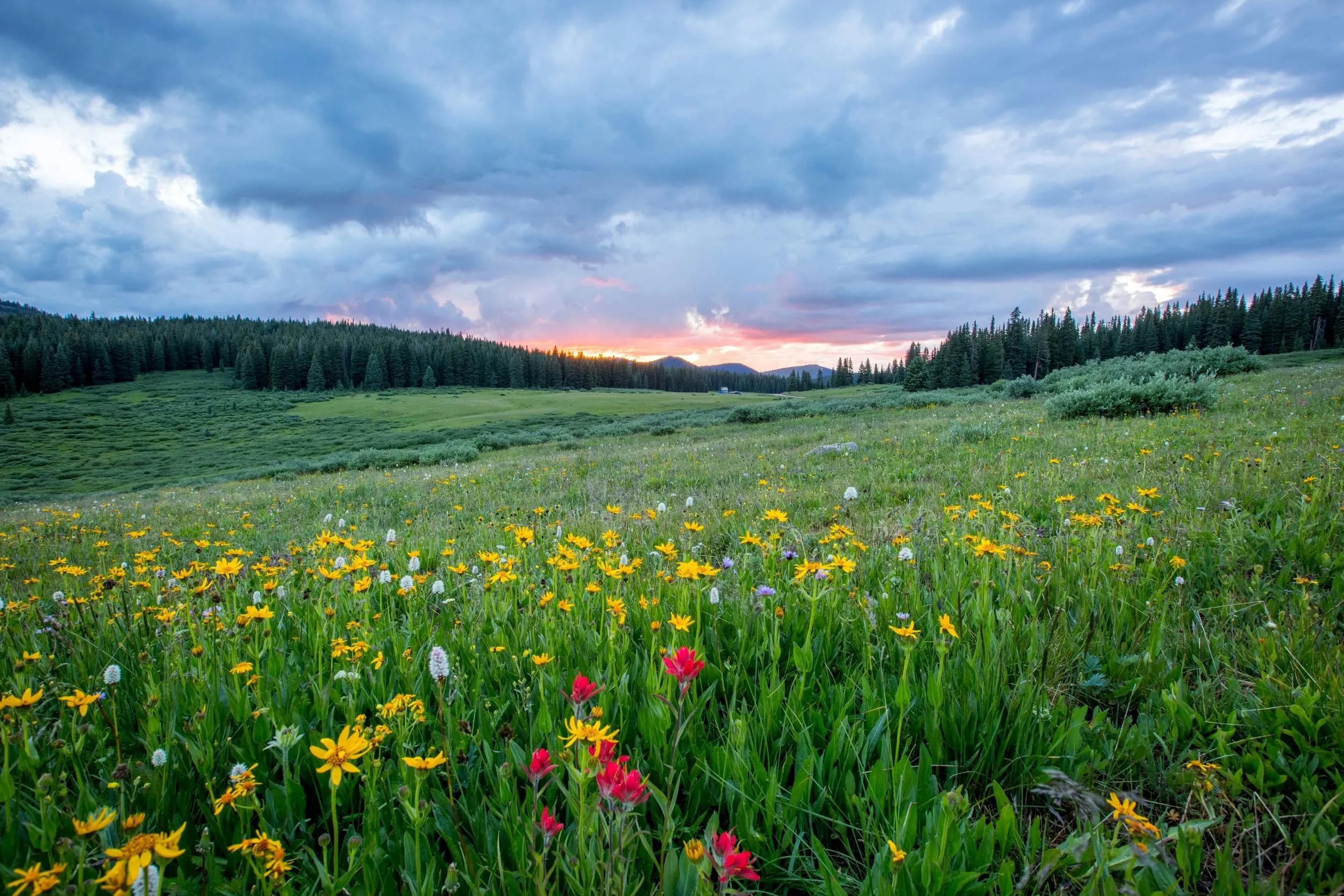 a spring meadow