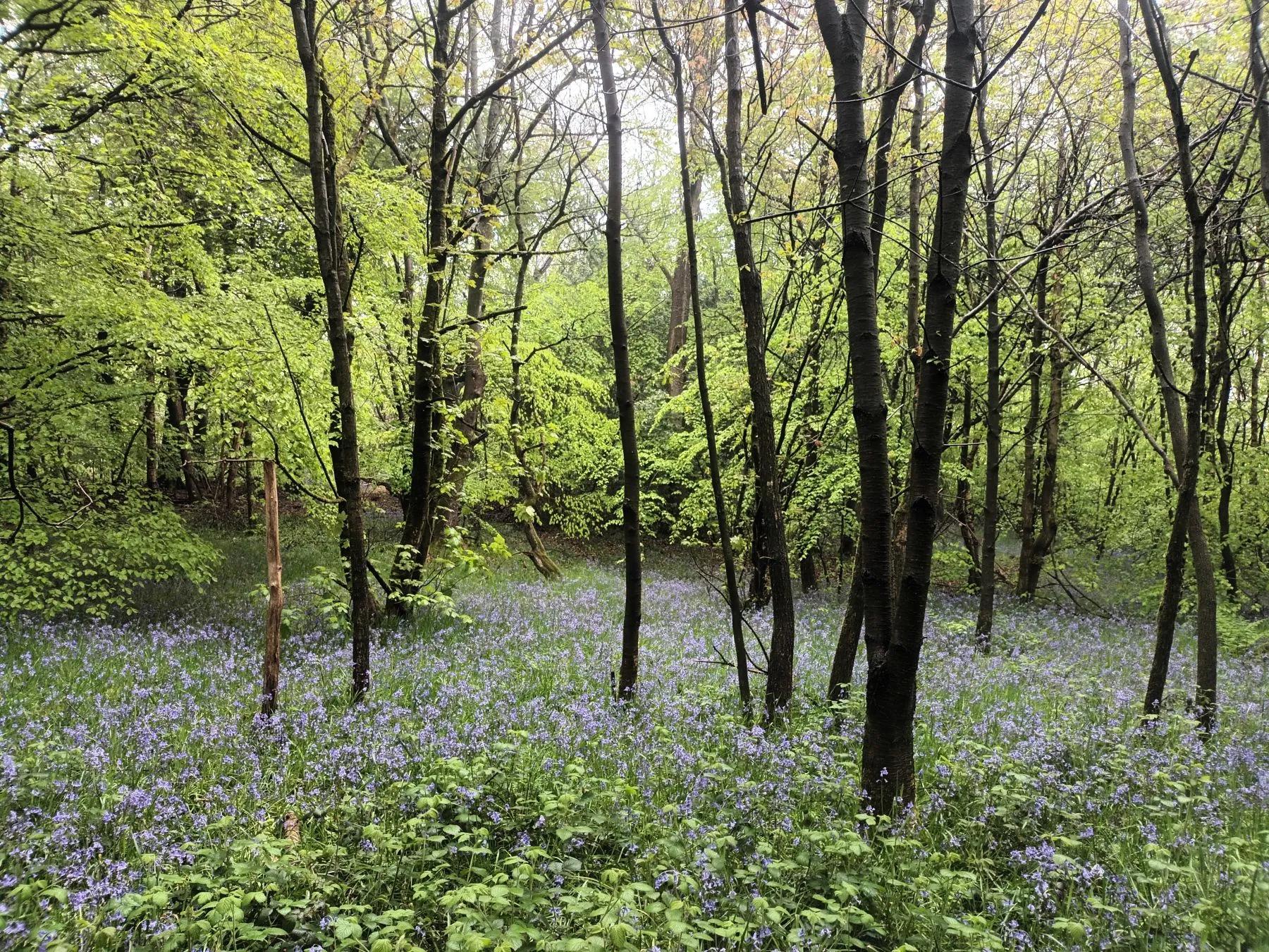 a forest with lilac flowers growing