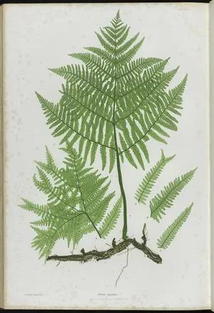 A drawing of a fern