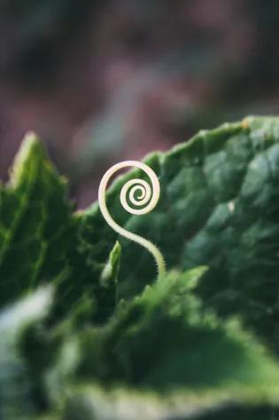 a small spiral bud growing from a plant